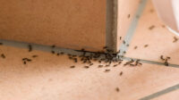 Ameisen im Haus bekämpfen: So vertreiben Sie die Krabbler